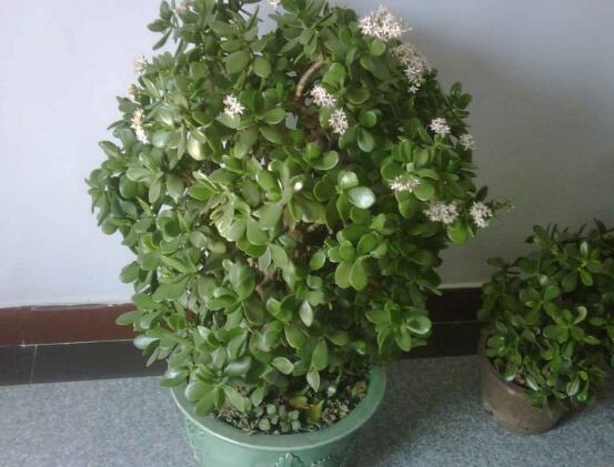 玉樹(shù)葉子發(fā)軟怎么辦，三種原因以及解決辦法