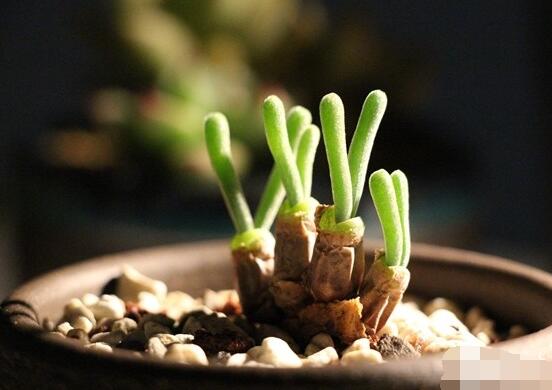 碧光環(huán)多肉怎么養(yǎng)，注意土壤透氣性、控水控溫度