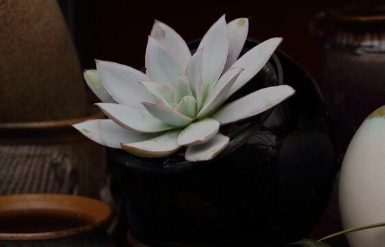 寶石花有哪些功效，美容養(yǎng)顏治便秘