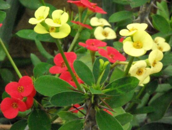 虎刺梅黃葉怎么辦，多半是施肥和修剪不當(dāng)引起的