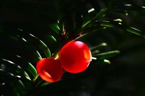 紅豆杉爛根怎么辦，澆水過多是爛根主要原因之一