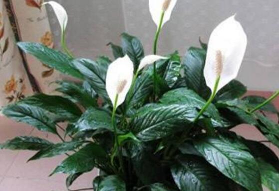 一帆風(fēng)順花的擺放禁忌，忌光線太強(qiáng)與溫度極低處