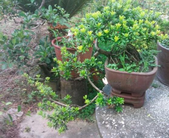 什么品種羅漢松最貴，珍珠羅漢松當(dāng)之無愧(售價(jià)高達(dá)上百萬)