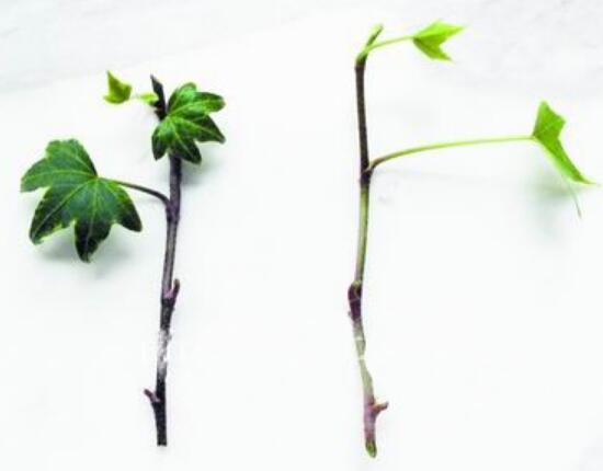 常春藤怎么繁殖，常春藤的扦插方法