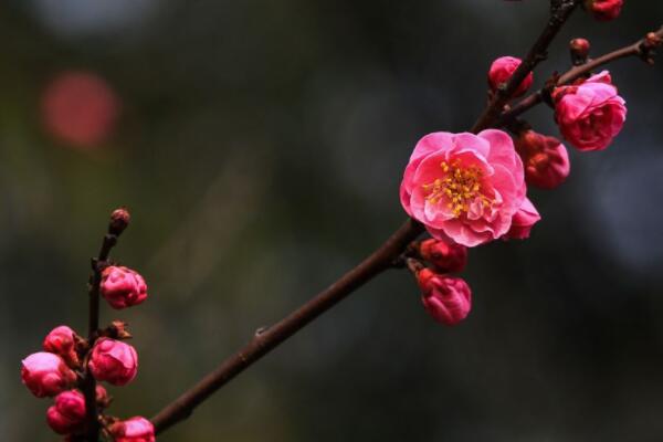 紅梅樹(shù)葉黃了什么原因