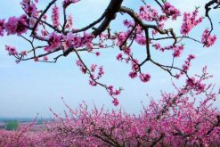 如何延長(zhǎng)桃花花期，加強(qiáng)光照并保證養(yǎng)分