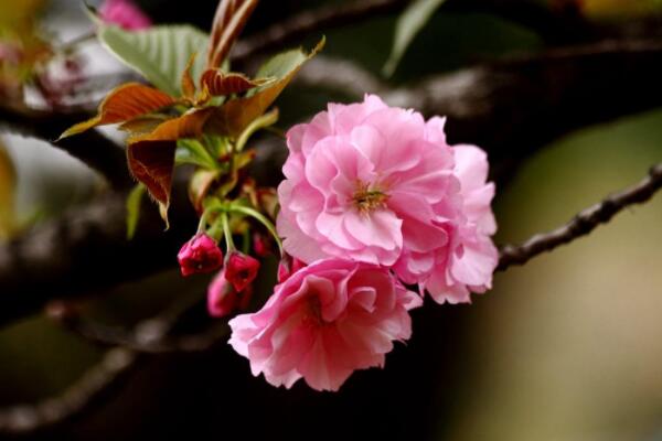 關山櫻和八重櫻的區(qū)別