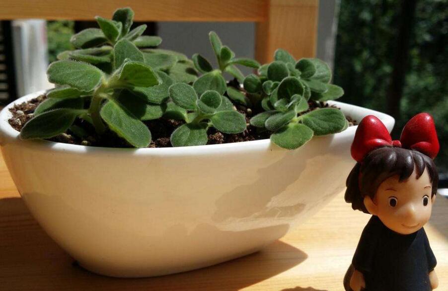 碰碰香花有毒嗎，不光沒(méi)毒并且還有很大的作用