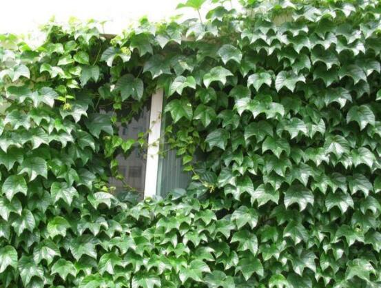 常春藤葉子干枯怎么辦，做好這五點(diǎn)即可恢復(fù)生機(jī)