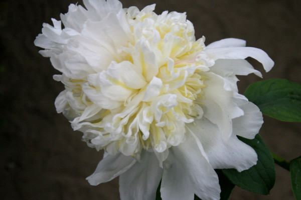 如何養(yǎng)好芍藥花