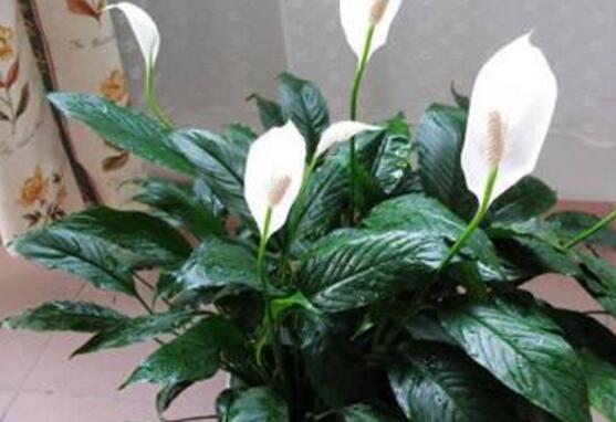 一帆風(fēng)順多久澆一次水，做到不干不澆、澆則澆透原則