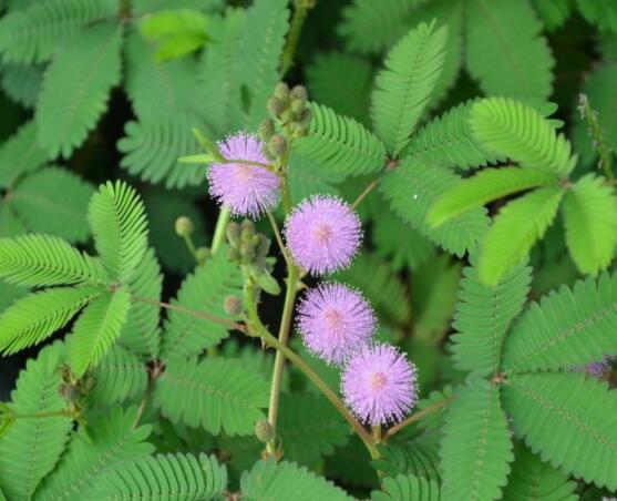種含羞草會掉頭發(fā)嗎，會掉/家有孕婦和小孩忌養(yǎng)殖