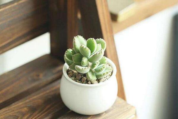 熊童子冬天怎么養(yǎng)，冬季必須要做好以下5點(diǎn)