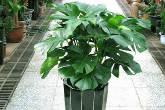 小龜背竹有毒嗎，毒性較輕/避免接觸汁液即可