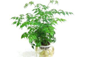 平安樹泡水里能長根嗎，平安樹水培方法