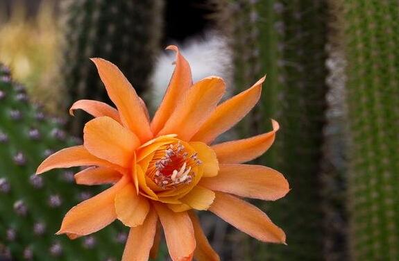 白檀仙人掌不開花怎么辦，缺乏光照是主要原因