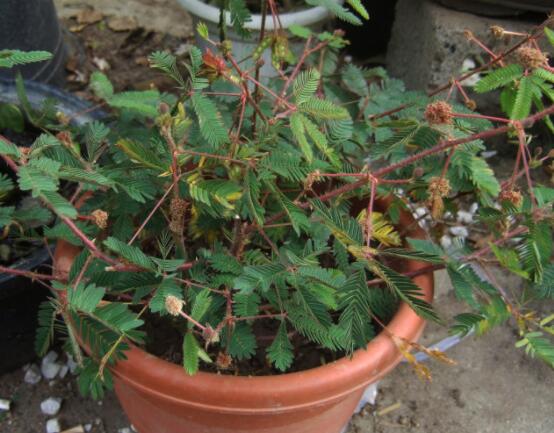 含羞草怎么養(yǎng)殖，老農(nóng)總結(jié)最實用五個養(yǎng)殖要點