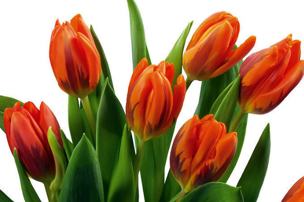 郁金香沒(méi)有土怎么養(yǎng)活