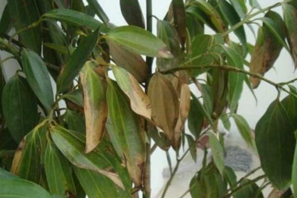 平安樹葉尖發(fā)黑怎么辦，找到原因及時(shí)處理