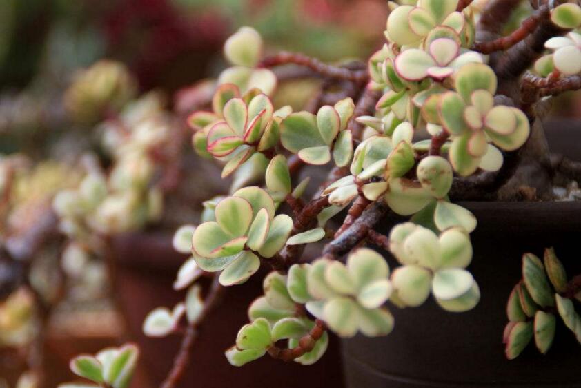 雅樂(lè)之舞的寓意，翩翩起舞的優(yōu)美姿態(tài)