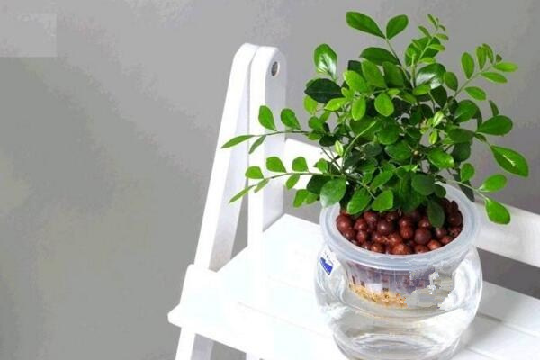 水培九里香的養(yǎng)殖方法，九里香水培養(yǎng)殖5大要點(diǎn)