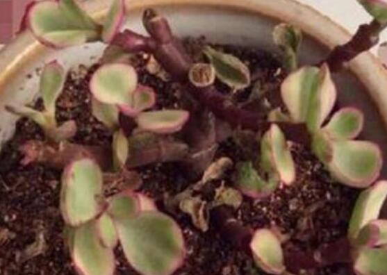 雅樂之舞的扦插技巧，老農(nóng)總結(jié)六個最簡易基本步驟