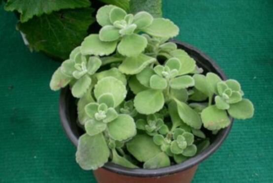 驅(qū)蚊草碰碰香有毒嗎，無毒/凈化空氣、醒腦提神