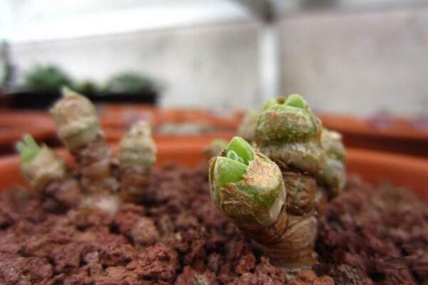 碧光環(huán)扦插方法，碧光環(huán)扦插詳細(xì)步驟