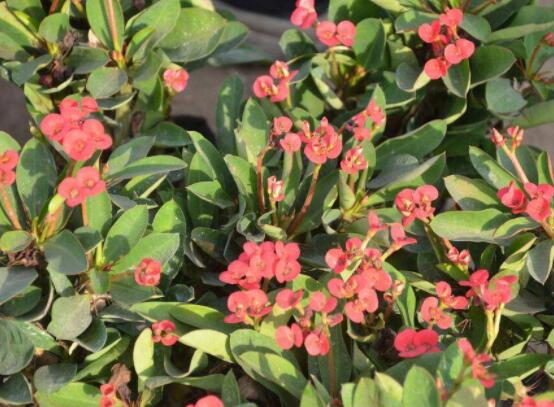 虎刺梅的養(yǎng)殖方法，老農(nóng)總結(jié)六大最實(shí)用基本養(yǎng)殖技巧