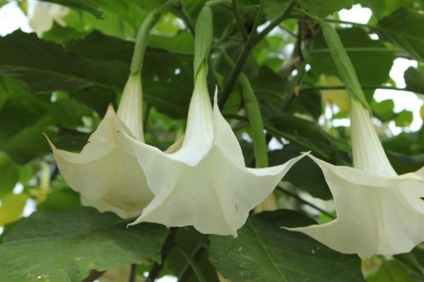 曼陀羅結(jié)寓意