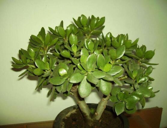 怎么讓玉樹開花，做好這六個(gè)要點(diǎn)便可花開爆盆