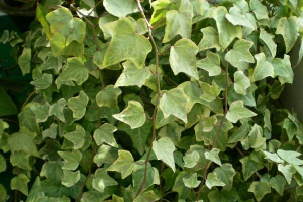 常春藤哪個(gè)品種最好，中華常春藤最為常見(jiàn)