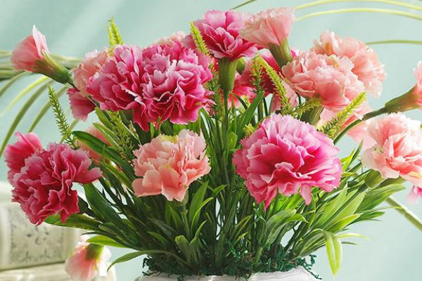 康乃馨是哪個(gè)國(guó)家的國(guó)花