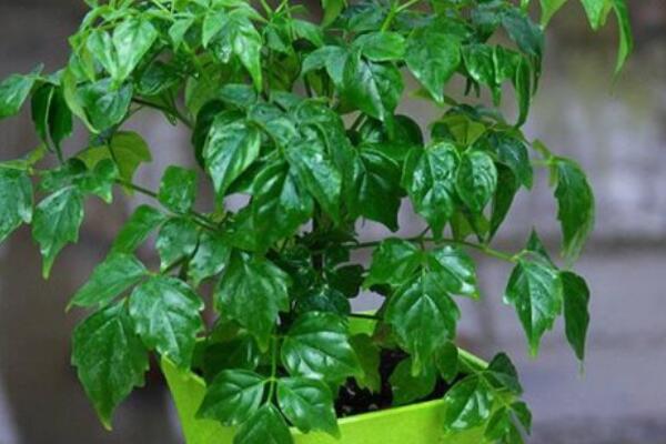 室內(nèi)幸福樹掉葉怎么辦