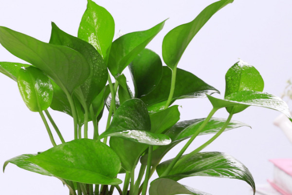 滴水觀音與綠蘿的區(qū)別