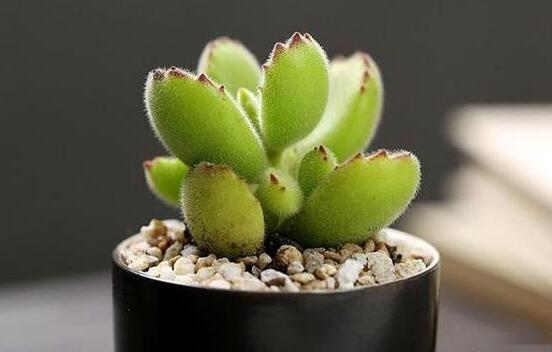 熊童子扦插技巧，五個(gè)簡(jiǎn)單小步驟一學(xué)就會(huì)