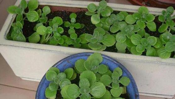 碰碰香的繁殖與養(yǎng)護，扦插繁殖存活率最高/肥水光照充足