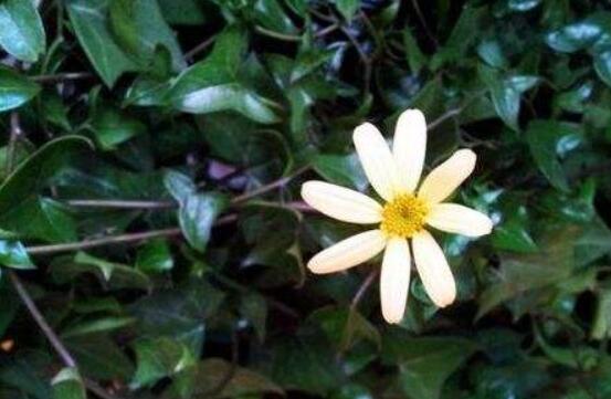 常春藤開(kāi)花嗎，花期從秋季一直到春季