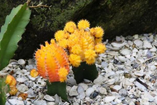 仙人球和仙人掌的區(qū)別，是同一科屬的兩個(gè)不同的品種