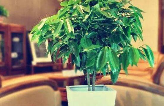 平安樹圖片，平安樹開花圖片