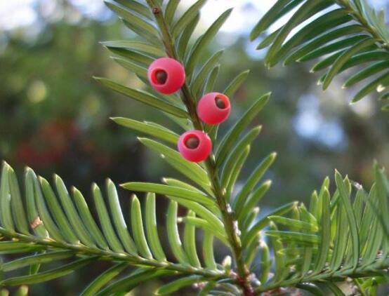 紅豆杉怎么施肥，遠離根部施薄肥