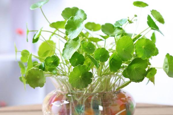 水培銅錢草的養(yǎng)殖方法和注意事項，確保水質(zhì)干凈清潔