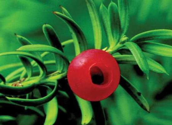 紅豆杉怎么養(yǎng)長得快，教你六種養(yǎng)殖方法生長枝繁葉茂