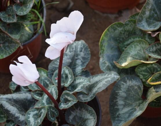 仙客來突然蔫了怎么辦，主要就是光照和澆水不當(dāng)導(dǎo)致