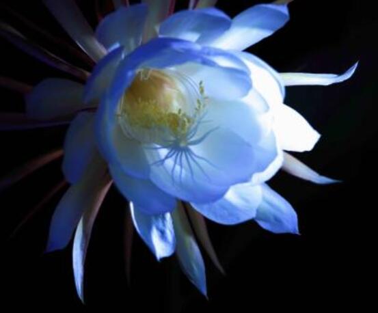 曇花的病蟲害及其防治，詳解四種病蟲害防治大全