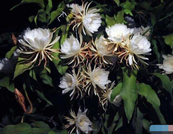 曇花扦插方法圖解，擇兩年生20-30厘米插蕙、扦插土壤深度1/3