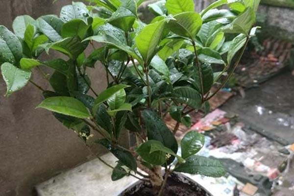 盆栽桂花的養(yǎng)殖方法和注意事項