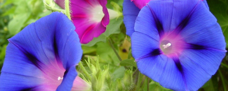 牽?；ǚN子怎么水培