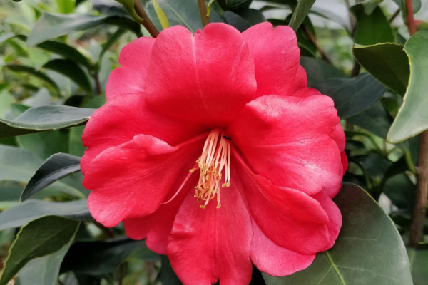 茶花春天不發(fā)芽怎么辦