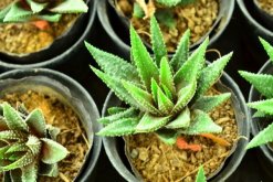 小蘆薈怎么養(yǎng)殖，盆土、光照、溫度、肥水一樣都不能少